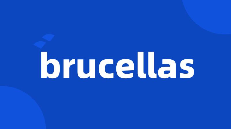 brucellas