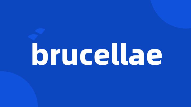 brucellae