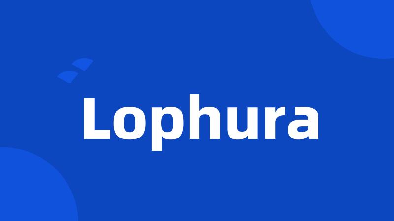 Lophura