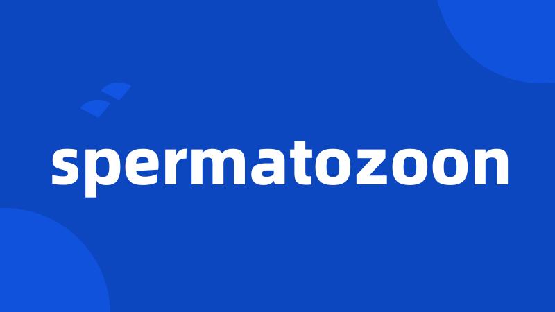 spermatozoon