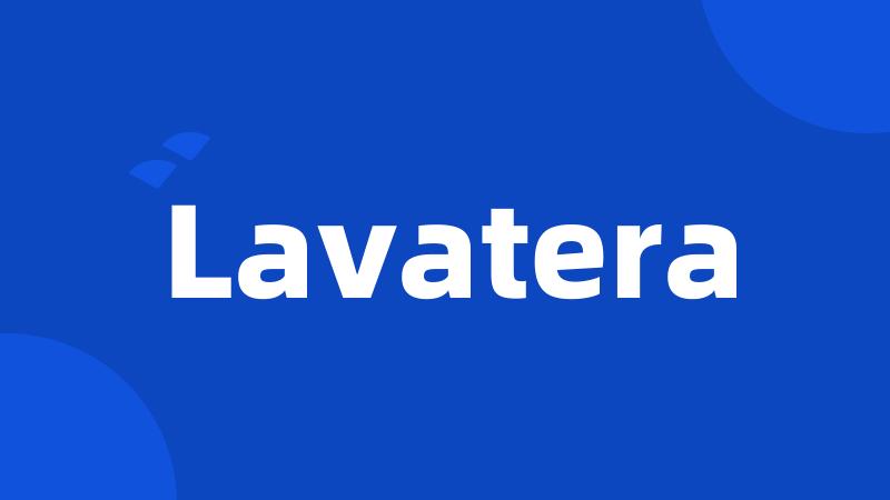 Lavatera