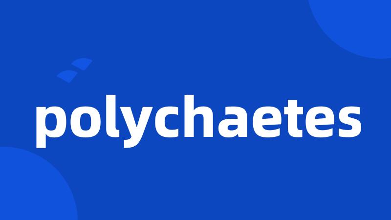 polychaetes