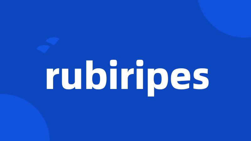 rubiripes