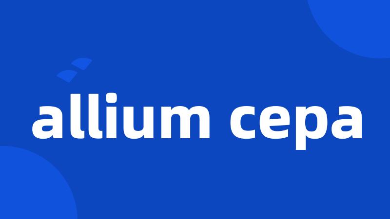 allium cepa