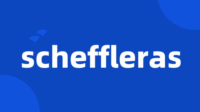 scheffleras