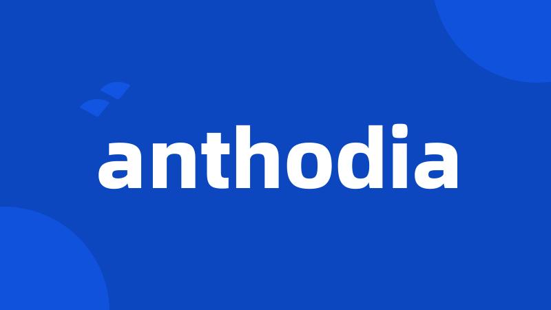 anthodia