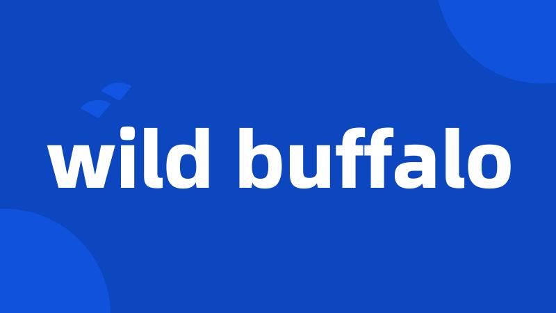 wild buffalo