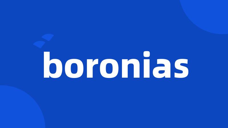 boronias