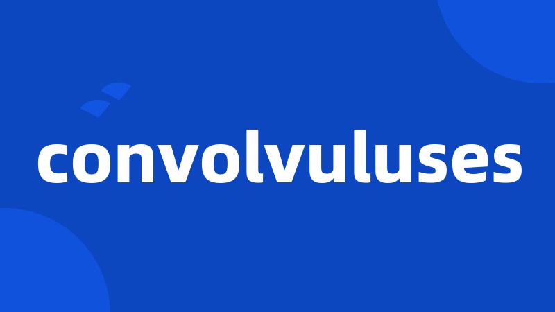 convolvuluses